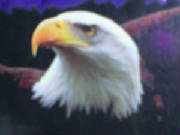 eagle.jpg